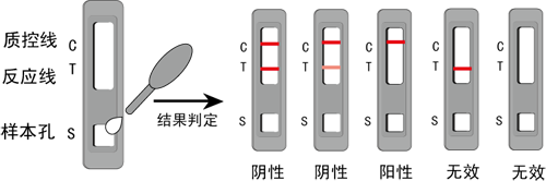<strong><strong><strong>瘦肉精快速檢測三聯(lián)卡</strong></strong></strong>