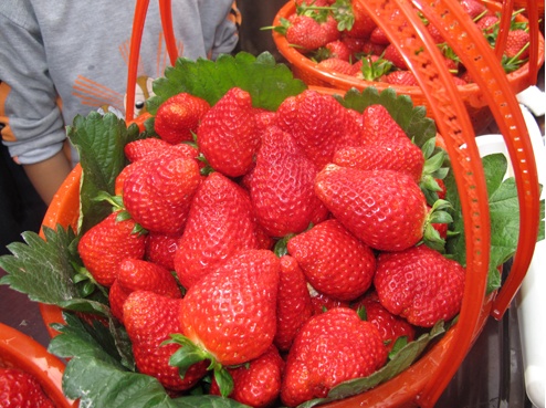 草莓农药残留检测